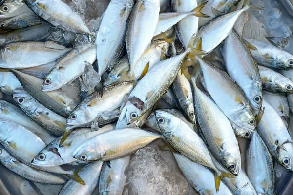 ikan - gkdi 3