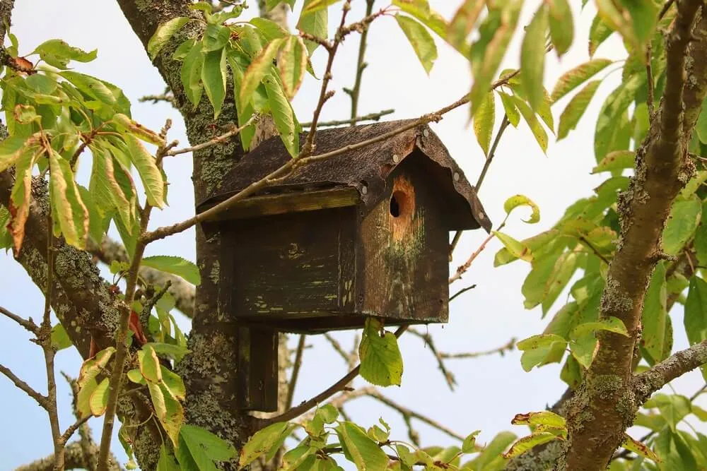 Bird Box:你属灵眼瞎吗?